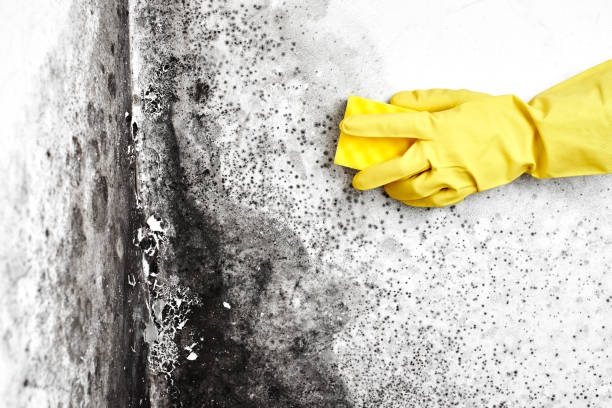 Best Mold Remediation for Specific Building Types in Clanton, AL