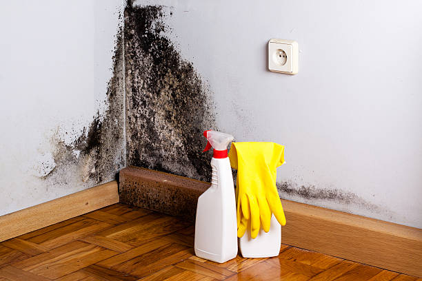 Best Preventive Mold Services in Clanton, AL